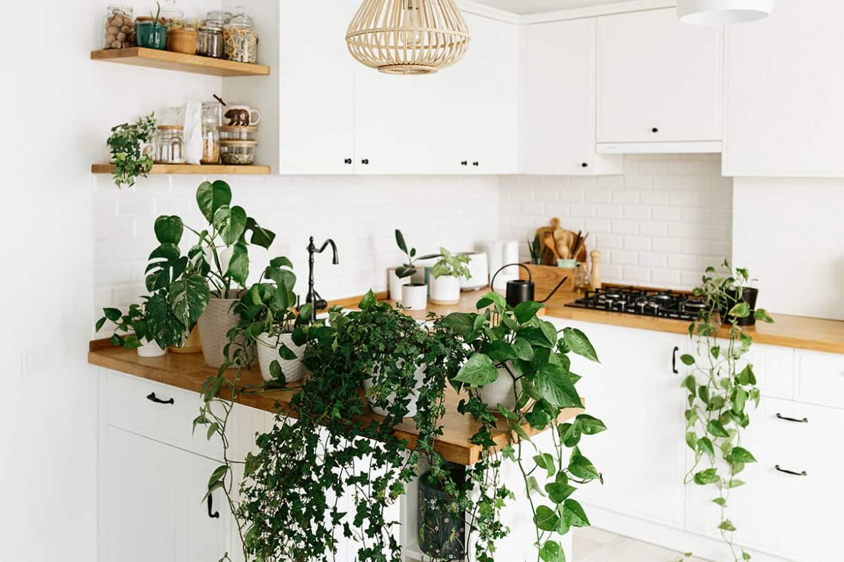 Die schönsten Ideen für beeindruckend grüne Zimmerpflanzen